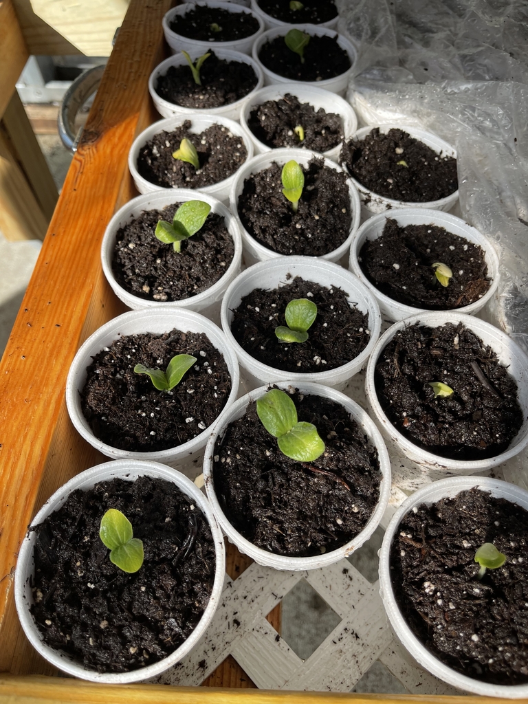 Plants