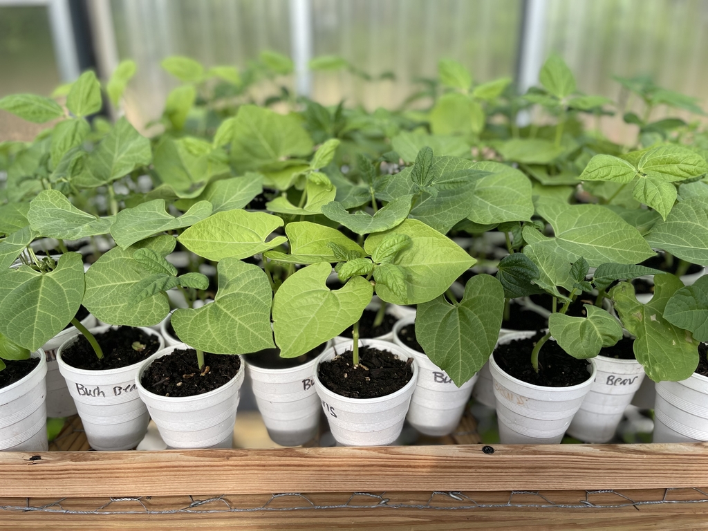 Plants